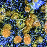 Caseyite, Gypsum