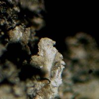 Ravatite