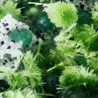 Agardite-(Ce), Cornwallite, Quartz