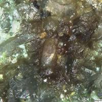 Adanite, Choloalite