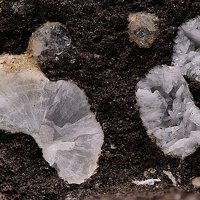 Garronite-Ca, Lévyne