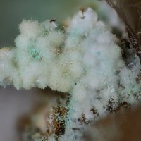 Carlhintzeite