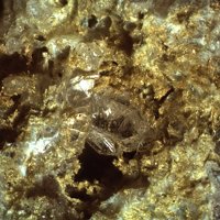 Macquartite, Quartz