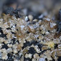 Cabalzarite, Tripuhyite