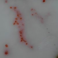 Datolite