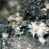 Larsenite, Willemite