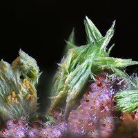 Gartrellite, Agardite