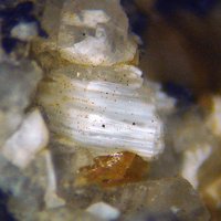 Farneseite