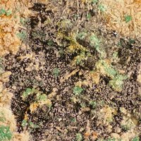 Palmierite