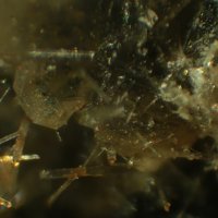 Åkermanite, Kalsilite