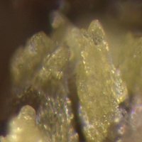 Ottoite
