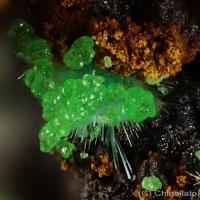 Agardite-(Nd), Conichalcite