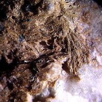 Kalifersite