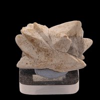 Calcite, Ikaite