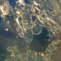 Sabelliite, Fluorite