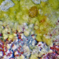 Umohoite, Metaschoepite, Baryte