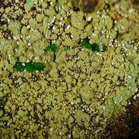 Barahonaite-(Fe), Conichalcite, Arsenogoyazite