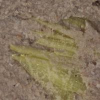 Bayleyite