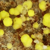 Carnotite