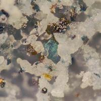 Bavsiite