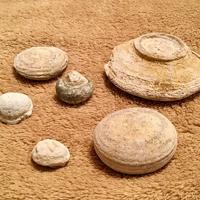 Bassanite