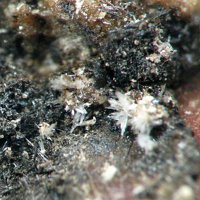 Larsenite, Willemite