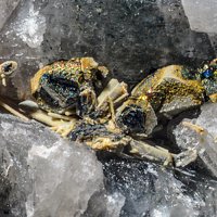 Uranopolycrase, Pyrite, Quartz