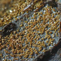 Jarosite