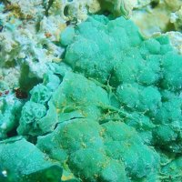 Carrboydite