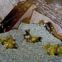 Oberwolfachite, Quartz, Goethite