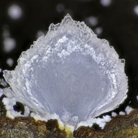 Dachiardite-Ca, Mordenite