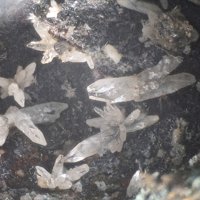 Palmierite