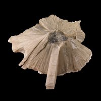 Ulexite