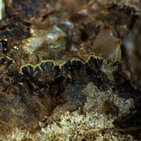 Macfallite