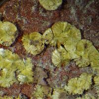 Calcurmolite, Umohoite