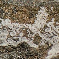 Salammoniac