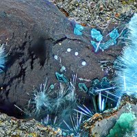 Namuwite, Cyanotrichite