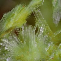 Carlhintzeite