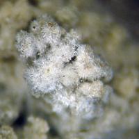 Aiolosite
