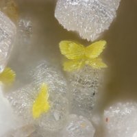 Gartrellite