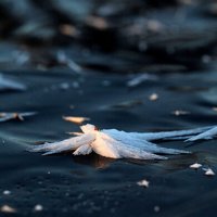 Ice