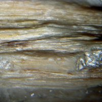 Davreuxite