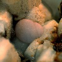 Calcioancylite-(Nd)