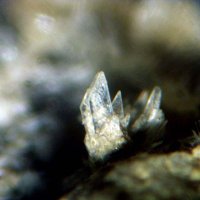 Cascandite