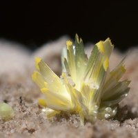 Rabbittite, Schröckingerite