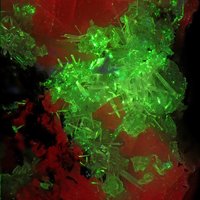 Gaidonnayite, Elpidite, Microcline
