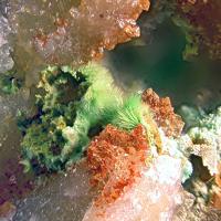 Agardite-(Nd)