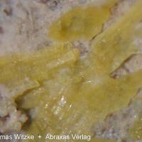Bazhenovite
