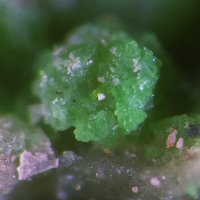 Kaliochalcite