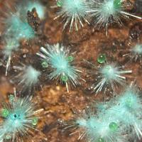 Agardite-(Nd), Conichalcite